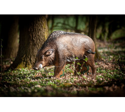 C. POINT 3D TARGET LARGE WILDBOAR