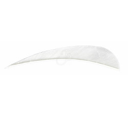 WILD MOUNTAIN PLUMES NAT. 4"