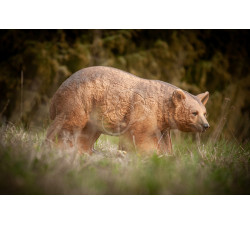C.POINT SAGOMA 3D ORSO BRUNO